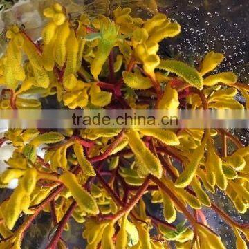 Cheap Haemodoraceae classical cut fresh flower