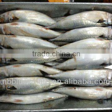 200-300g New Frozen mackerel fish