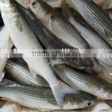 Frozen Grey Mullet Fish