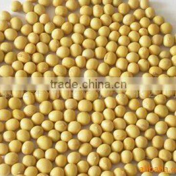 Soybean
