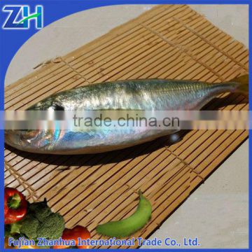 frozen sea food IQF japonicus horse mackerel fish wholesale