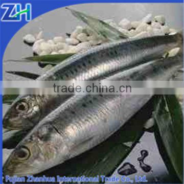 frozen sardine fish for bait BQF