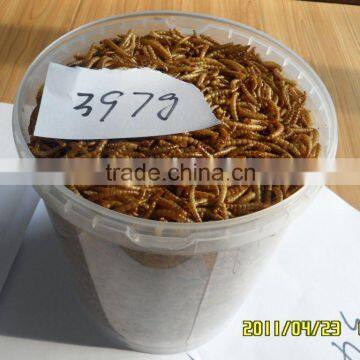 FD,MD MEALWORMS,CRICKETS