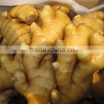 FRESH GINGER WITH BEST PRICE AND GOOD QUALITY