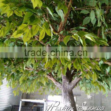 factory price artificial evergreen tree plastic tree artificial carambola tree for outdoor garden decoration