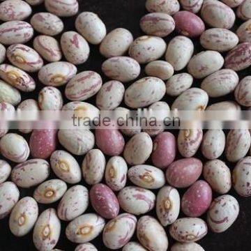 2015 GOOD light speckel kidney beansCHINA (HOT SALE)