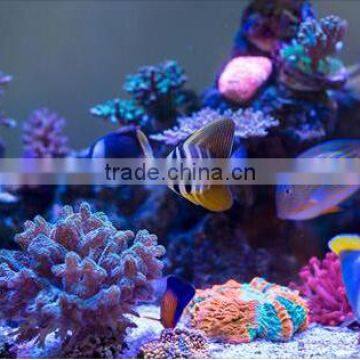 High Power Fish Light Programmable Led Aquarium Lighting photo-6