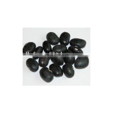 black kidney bean 500-550grains/100g