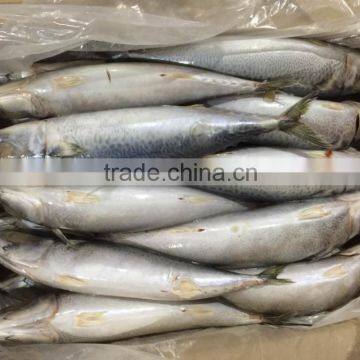 Chinese Factory Frozen Pacific Mackerel Price