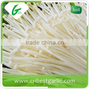 100% natural fresh enoki mushroom extract manufacturer