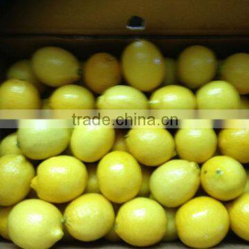 FRESH LEMON ( Adalia - Verna - green lime )WITH HIGH QUALITY AND GOOD PRICE