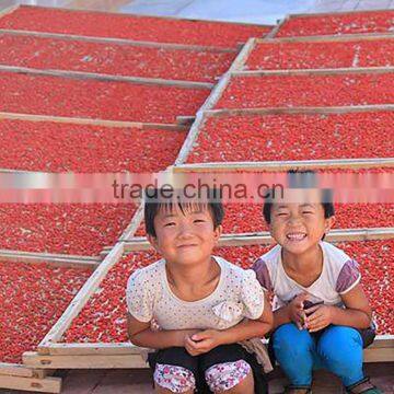 Buy dried goji berries from farm