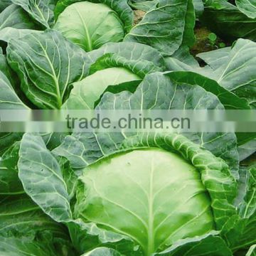 HC03 Luoshi heat resistant,round dark green F1 hybrid cabbage seeds