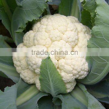 CF100 Genius 100 days medium late maturity hybrid white cauliflower seeds