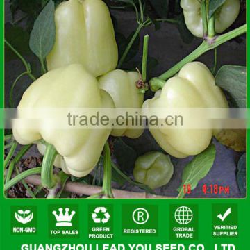 ASP041 Zhijin good disease resistant white sweet pepper seeds manufacturer