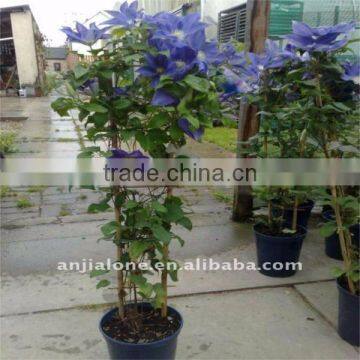 bamboo garden fencing trellis/bamboo ladders for flowers bamboo support