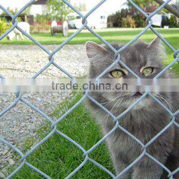 chain link fencing birds cage