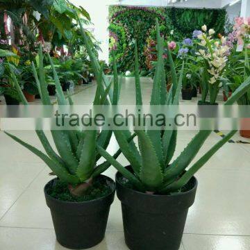 SJ300928 High Initation Aloe Vera Plant for Balcony Decoration photo-3