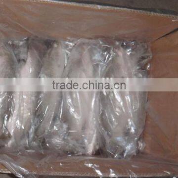 frozen seafood importers Asian Sea Bass