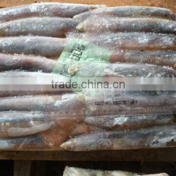 BQF Illex Argentina/argentinus Squid WR photo-3