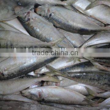 Frozen Horse Mackerel photo-4