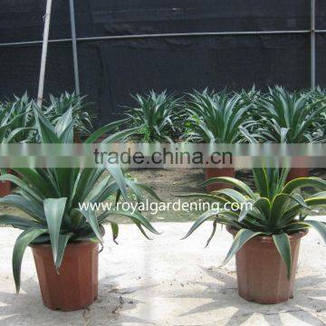 Agave americana ornamental plants