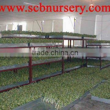 Lucky Bamboo Dracaena Sanderiana Tower photo-3