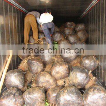 trachycarpus fortunei for export