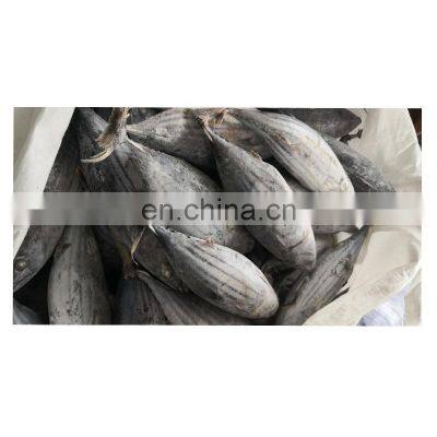 IQF WR Chinese Frozen Skipjack Tuna Fish Price for Export photo-5