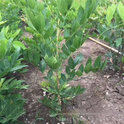 This Year, the Price of a Wisteria Sapling With a Ground Diameter of 1 Cm, a Climbing Plant in Jiangsu Area, From a Ground Cover Plant Base photo-5
