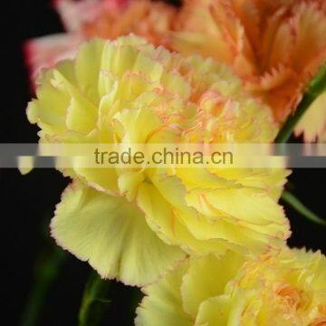 Colorful Best-Selling carnation fresh flower