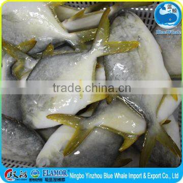 Seafood quality fish Pomfret for sale Seafood exports