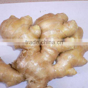 2014 Fresh Ginger (Hot Sale)