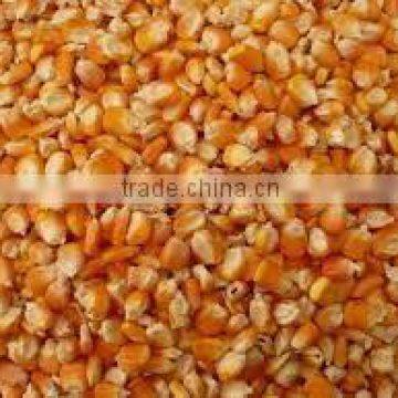 animal feed maize/corn in india