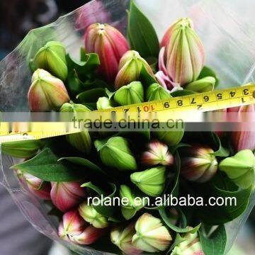 World Class High Quality Fresh Lilium With Good Packaging photo-4