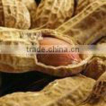 Chinese Peanut in Shell Washed photo-5