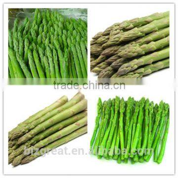 New Crop IQF Frozen Green Asparagus Whole photo-3