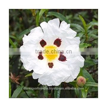 Cistus Absolute