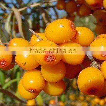 GMP Certified Best Essential Oil Seabuckthorn Fruit Oil Berry Oil China Supplier For Cosmetic Pharma Health Food