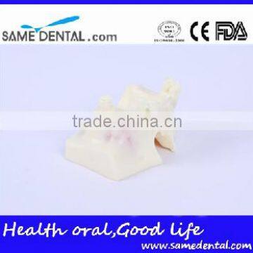 Sinus Lift Practice Model Dental Eduction Assitant No. DEA-23