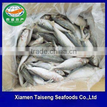 New landing Frozen Muroaji Round Scad/small eye horse mackerel For Tuna Bait