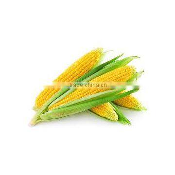 Glutinous yellow Corn Seed