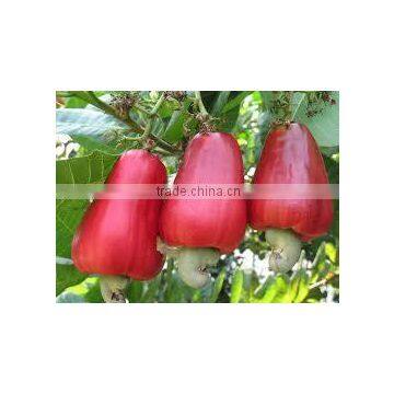 VIETNAMESE CASHEW KERNELS WW320 photo-6