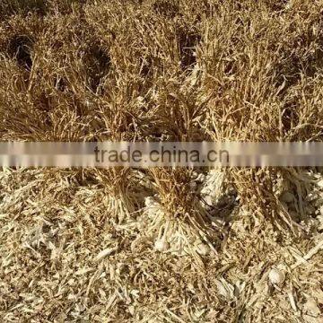 DRY GARLIC FROM EGYPT RED AND WHITE GOOD PRICE photo-2