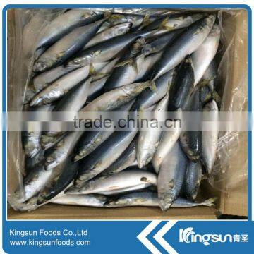 Pacific mackerel frozen sea fish wholesaler seafood company