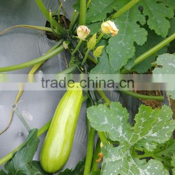 MSQ03 Zaoshu early maturity jade green squash seeds, hybrid zuccini seeds