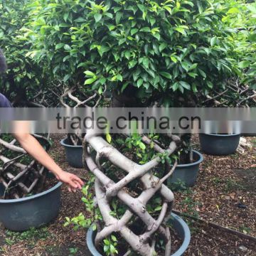 out door plants ficus cage-2meter