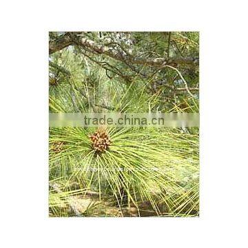 100% Pure Natural Pine Essential Oil(Pinus sylvestris)