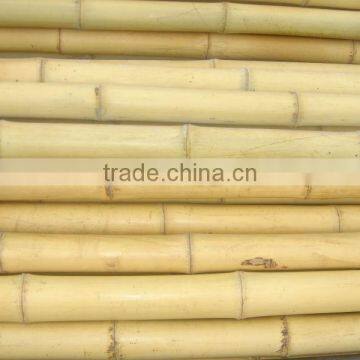 Structural Bamboo Pole