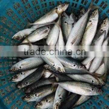Frozen Hot Sale W/R Horse Mackerel Fresh photo-3